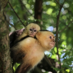 Capuchin baby and mama.
