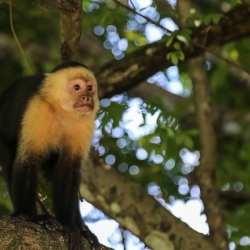 Capuchin in Costa Rica