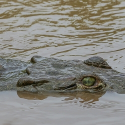Scary croc