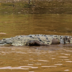 Another crocodile