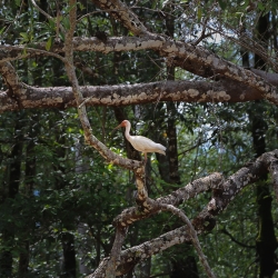 Ibis