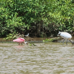 Red Spoonbill and Stork