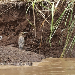 Tiger Heron