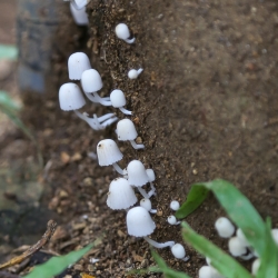Tiny tiny mushrooms