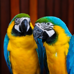 Macaws