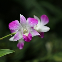 Orchids at the Botanical Gardens - a UNESCO World Heritage Site