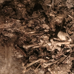 Bones of the hospital dead.