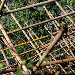 Chinese secret: this scaffolding looks like bamboo. We've seen "bamboo" scaffolding all over China spanning 30+ stories in the air.