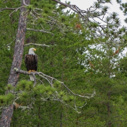 013-bwca2019-c.anderson.IMG_1057