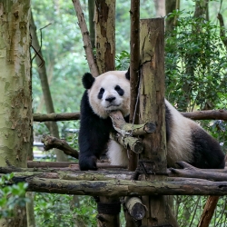 Lazy dayz and the Chengdu Panda Research Center.