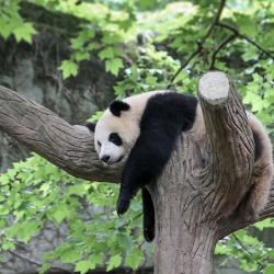 This looks comfortable. Chengdu panda research center.