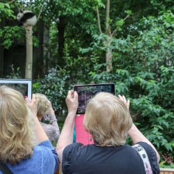 Everyone loves taking pictures of the pandas.