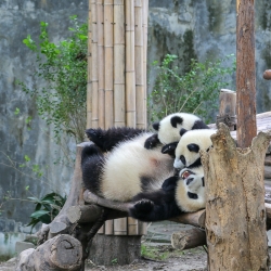 Momma and cubs.