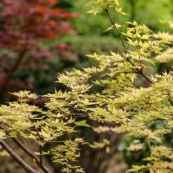 Small Wild Goose Pagoda Gardens