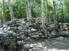 Trees growing right out of the ruins.