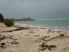 Turtle nests on the beach threatened.
