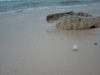 Turtle eggs all over the beach.