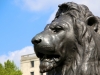 Lions at Trafalgar square.