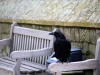The Ravens at The Tower of London have many secrets to share.