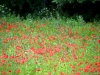 Red poppies grew wild everywhere.