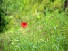 Wild poppies.