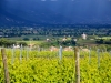 Lungarotti Vineyard.